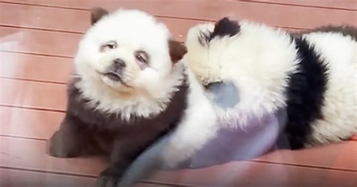 Chinese zoo dyed dogs to look like pandas