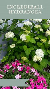 Key Hydrangea tips: The Incrediball hydrangeas started opening up yesterday!!! 😍 If you haven’t grown these yet, here are a couple important things you should know: I grow these in Utah; it is considered high desert here. Yet these do come back as a perennial for me in zone 7A. Mine are growing IN FULL WEST FACING SUN. Take that internet trolls who said it couldn’t be done over a decade ago when I started growing them here. 😂👊🏻 Hydrangeas are the only flower in my garden that I will water th