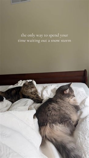 best part of a being a cat mom is not having to take them outside :) #catmom #pittsburgh #snowstorm #cats #catlovers
