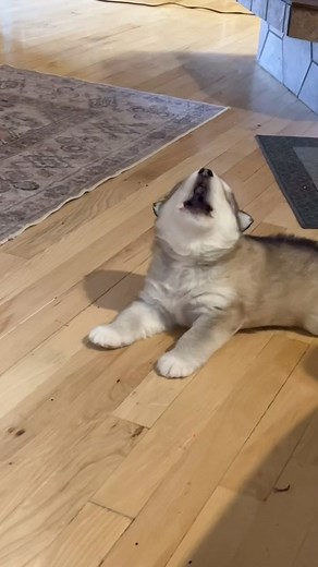 Meet Opal, our beagle, and Granite, our 4-week-old malamute!! | Joe G Henderson