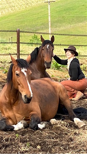 How many people have ever seen liberty trained horses walking into their stalls after a days work? ( no handler, no halters, no lead ropes!!) I trained my therapy horses to walk into their stalls after their turnouts. Every day right before their evening hay, I would open the stall doors and the therapy horses would find their stalls ( always the same stall) and then I would close the doors and they are there for the night! The whole process takes about five minutes for 7 to 8 horses . Everyday 