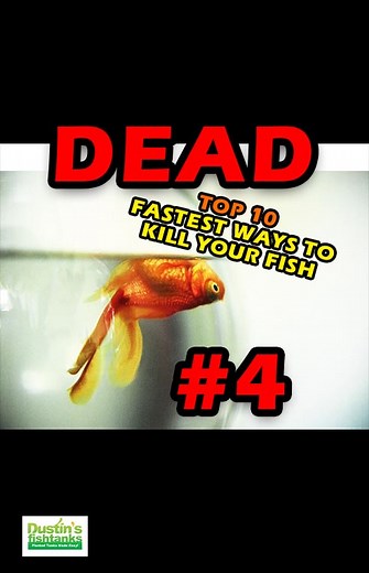 3.7K views · 57 reactions | #4 TOP 10 FAST WAYS TO KILL YOUR FISH...