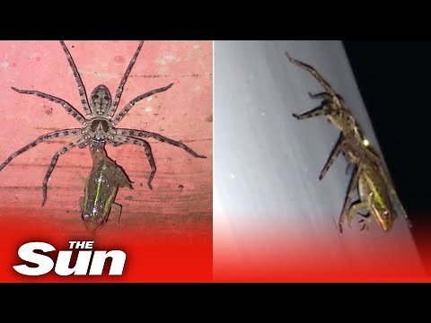 Huntsman spider drags and eats frog alive