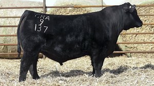 2.7K views · 56 reactions | Welcome to the Select Series! Tune in every night at 7:00 P.M EST for the next 10 days to watch The Select Series! This is a series of virtual presentations and discussions to help you, our customers, in your breeding decisions this spring! Hear from Brian House, vice president, beef program and product manager, and Joe Myers, beef sire analyst, talk about the New Angus Sires in Select Sires Line-Up. | Select Sires Beef | Facebook