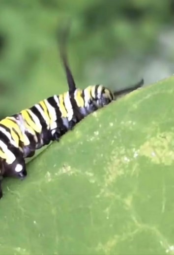 Creating the Pinerpillar: Half Plant Half Insect Experiment