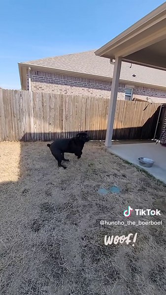 Intimidating Boerboel Barking at the Gate - Big Dog Power