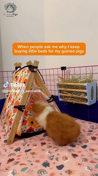 When people ask me why I keep buying beds for my guinea pigs, I just show them this video. Clearly, Ron is living his best dramatic life, making the most of every cozy moment in his favorite nap spots! #ProcrastinationMode #NapFirst #naptime #guineapigs #guineapig #guineapiglove #guineapiglife #cavy #guineapigsaustralia