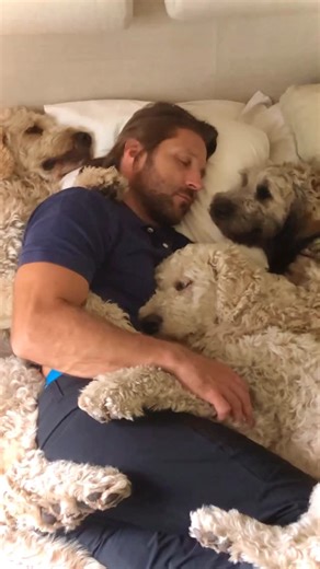 Fabulous Doodles (Roswald) on Instagram: "The house was unusually quiet 🤫❤️ . . . . . ➡️ Who else wants to get in there? 🥰 . . . The world needed some extra love today 🙏🏼♥️ We’re thinking both of Bondi and Brown 🇦🇺🇺🇸 . . . . . . . . . . . #lapdog #dogreel #love #family #dogdad reels dogsandpals barked bigdog life ilovemydog weekend positive thesnuggleisreal bestdad sleep dogdad dogvideo goldendoodle dad golden gentlegiant 9gag puppy goldenretriever labradoodle love dogscorner reels life 