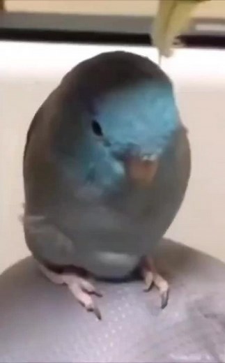 Adorable Parrot Compilation Video