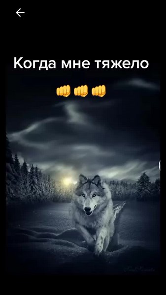 Explore Majestic Wolves in Their Natural Habitat