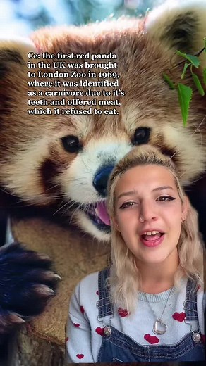 Fascinating Red Panda Fun Facts and Behavior Explained