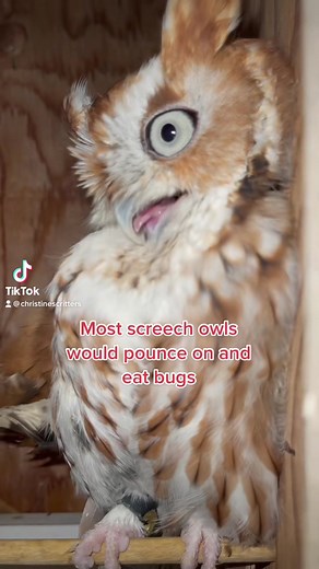 Majestic Screech Owls: Educational Insights and Hissing Barn Owl Behavior