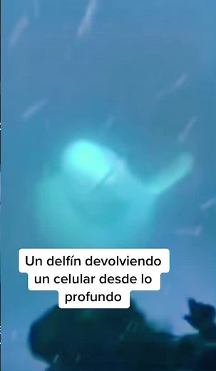 Emotivo video de un delfín devolviendo un celular desde lo profundo del mar