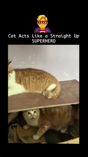 Cat Appoints Himself Guardian and Means It