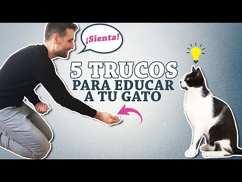 Cómo EDUCAR a tu GATO 😺💡🎁 | 5 TRUCOS que tu COMPAÑERO FELINO puede APRENDER