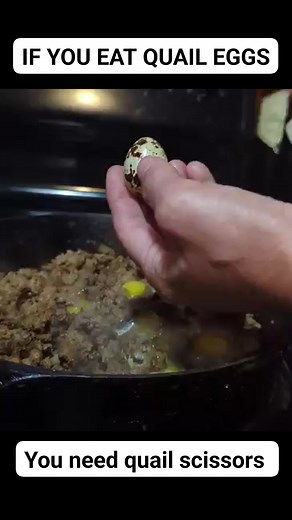 10K views · 59 reactions | Quail are a great alternative option to chickens, especially in small spaces. I prefer their eggs, or duck eggs over chicken as well. BUT, if you're going to eat quail eggs, these scissors will be your best friend. You're welcome. 藍 https://amzn.to/4n9sXIi #fblifestyle #quail #quaileggs #poultry #growyourownfood | Bad Baxter Farm | Facebook