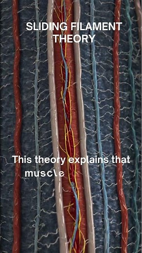 "Sliding Filament Theory: The Mechanism Behind Muscle Contraction"