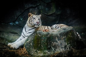 🐯 Tigre Blanco: Características y Curiosidades » Animales Salvajes