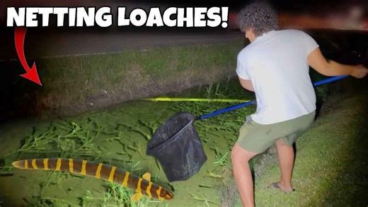 These fish aren’t native - so how are they here?