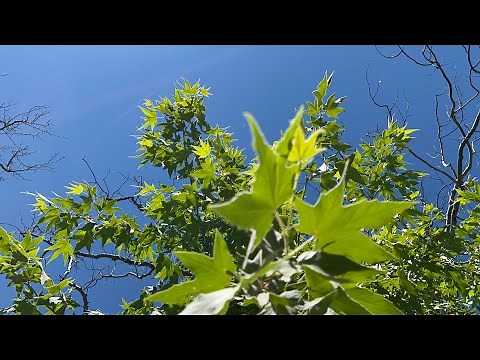 AZ Plant Reviews - Arizona Sycamore Tree (Platanus wrightii)