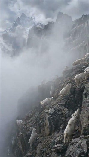 200 Mountain Goats Walking Above the Clouds | 8K Nature Documentary
