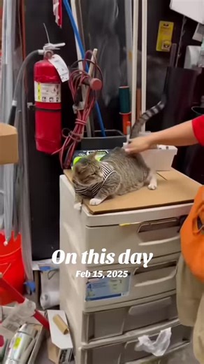 Meet Leo the Cat at Home Depot's Garden Center