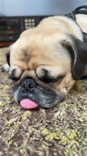 My two pugs sleeping