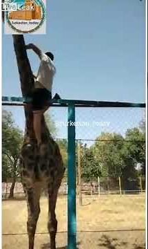 Drunk Guy rides a Giraffe at the Zoo