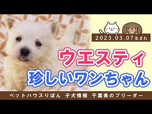 子犬のウエストハイランドホワイトテリア #ウエスティ