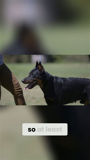 Become a Beauceron grooming master with minimal effort!