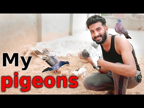 My pigeon's New Home || Shehar Main Dihat