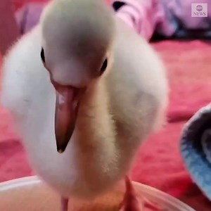 18K views · 849 reactions | This flamingo learning to walk is bound to make your Monday a little brighter! https://abcn.ws/2X5wagK | The View | Facebook