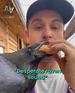 This raven is desperate for lunch 🥪🐦 | Animal Antics