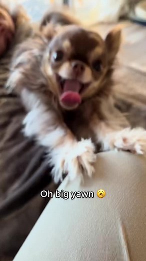 Big Yawn and Side Eye Funny Moments