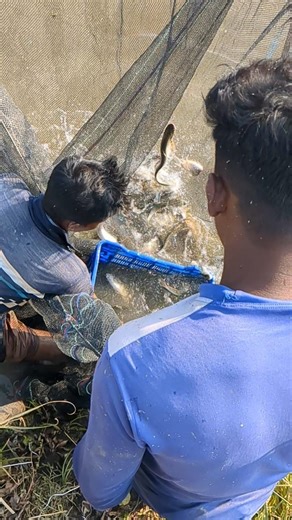 Net fishing Techniques #fishing