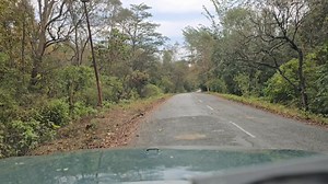 157K views · 2.5K reactions | Yahan Tiger Growling kar raha hai | Tiger Ki Mating Call Hai #post #viralpost2025 #facebookpostシ #postviralシ #Facbook2024 #facebookpost2024 #viralpost2024 #facbookreelsviral #facbookviral #safari Ajit Pendse | Jim Corbett Wildlife & Nature View | Facebook