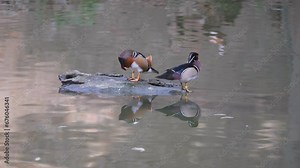 Two perching ducks (Aix galericulata and sponsa) grooming their plumage on wood log coming out of the water