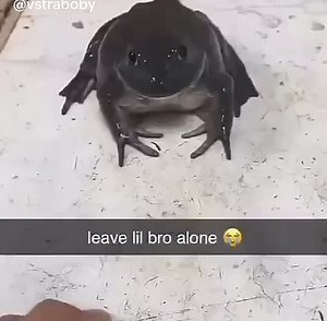 Cute Girl and Frog Moments