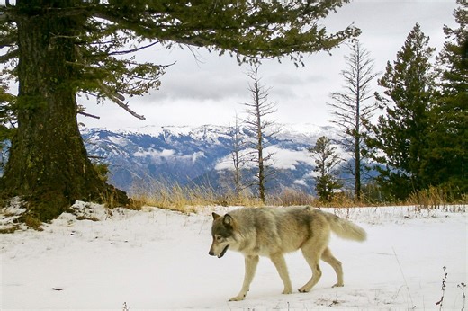 Cattle killed by wolves could net Oregon ranchers bigger state payouts. If Democrats defy environmentalists
