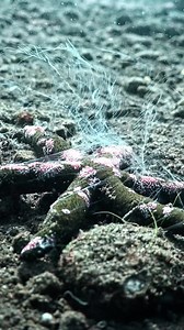 This is what starfish spawning looks like — delicate, mesmerizing, and almost unreal. #oceanreality With Yury Ivanov | Ocean Reality Channel