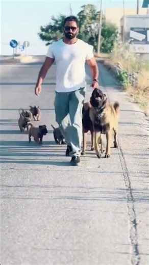 Dog Begging for Food 😂 #funnydog #doglife