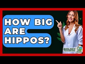 How Big Are Hippos? - Biology For Everyone