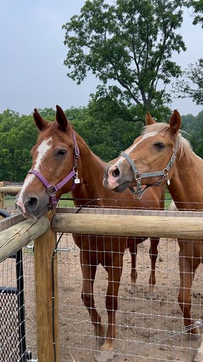 2.7K views · 194 reactions | It's a beautiful summer day at Ryerss Farm! Come visit our residents today between 10 AM and 4 PM.  | Ryerss Farm | Facebook