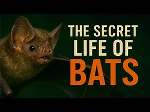 “The Secret Life of Bats 🦇 | History, Diet, Habitat & Amazing Facts About Nature’s Night Flyers”