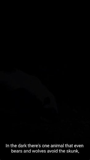 The Tiger of the Air Great Horned Owl vs Skunk! #didyouknow