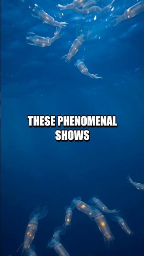 The Mystical Glow of the Firefly Squid: Illuminating the Deep