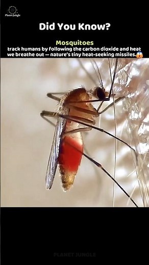 How Mosquitoes Find You Instantly 😳🦟 #mosquito #animalfacts #science