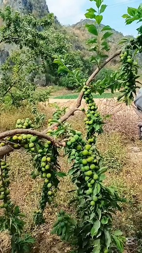2.6K views · 716 reactions | Fruit Tree pruning Techniques #fruitfarming #smartfarmig | Salmi Farm | Facebook