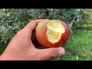 Ribston Pippin Apple Tasting