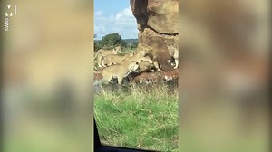 Nine lionesses attack a male lion at British safari park